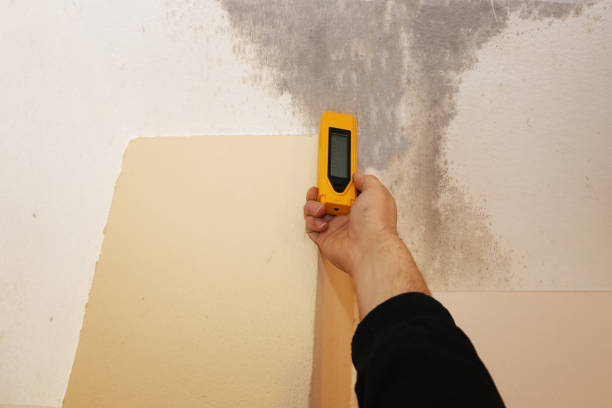 Best Attic Mold Removal  in Stanley, ND